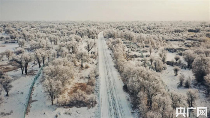 绝美！雪后额济纳现雾凇奇观