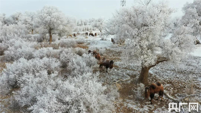 绝美！雪后额济纳现雾凇奇观