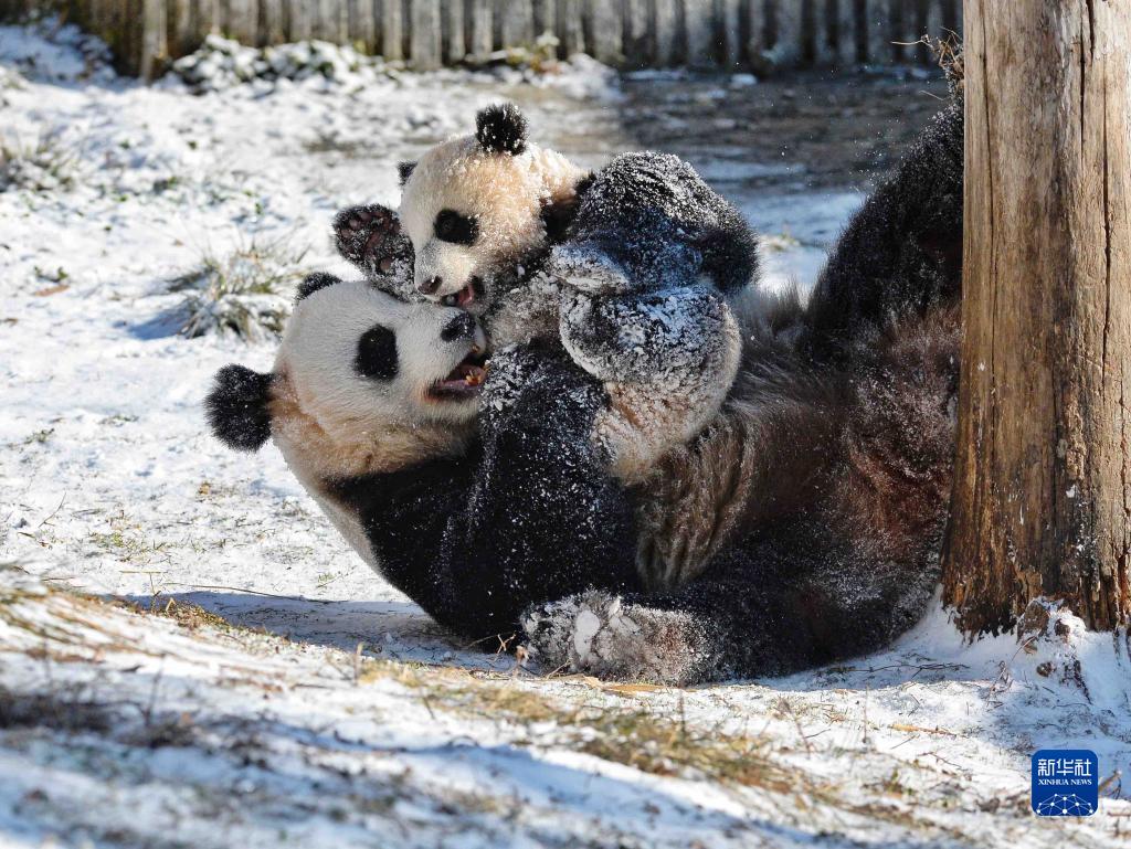 熊猫乐享冰雪