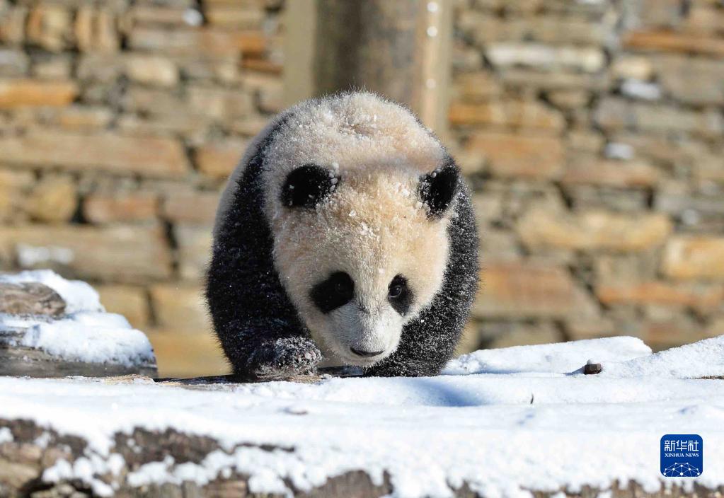 熊猫乐享冰雪