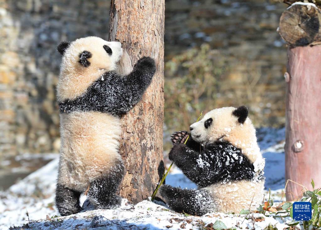 熊猫乐享冰雪