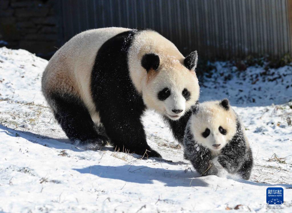 熊猫乐享冰雪