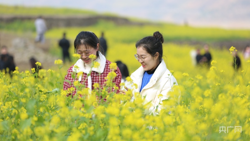 贵州纳雍河畔：油菜花开迎春来 踏青赏花正当时