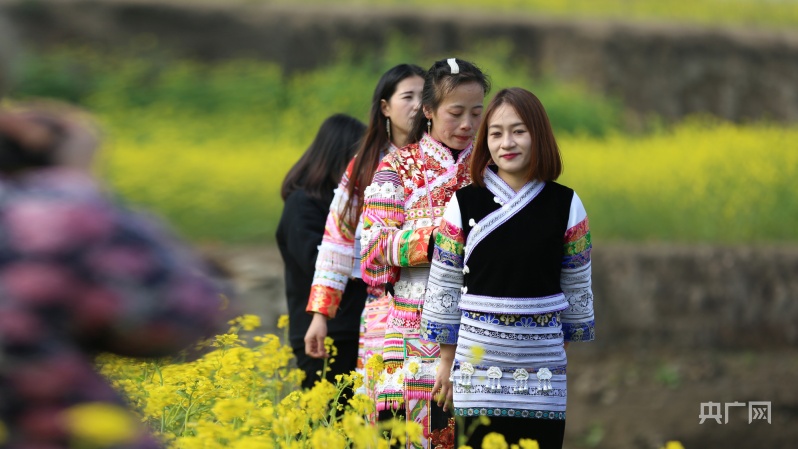 贵州纳雍河畔：油菜花开迎春来 踏青赏花正当时