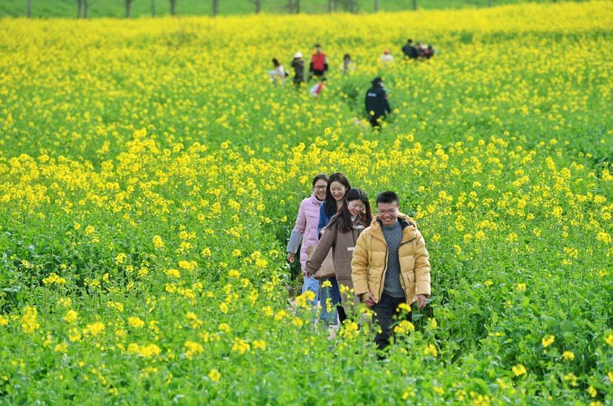 重庆广阳岛：油菜花开春意浓