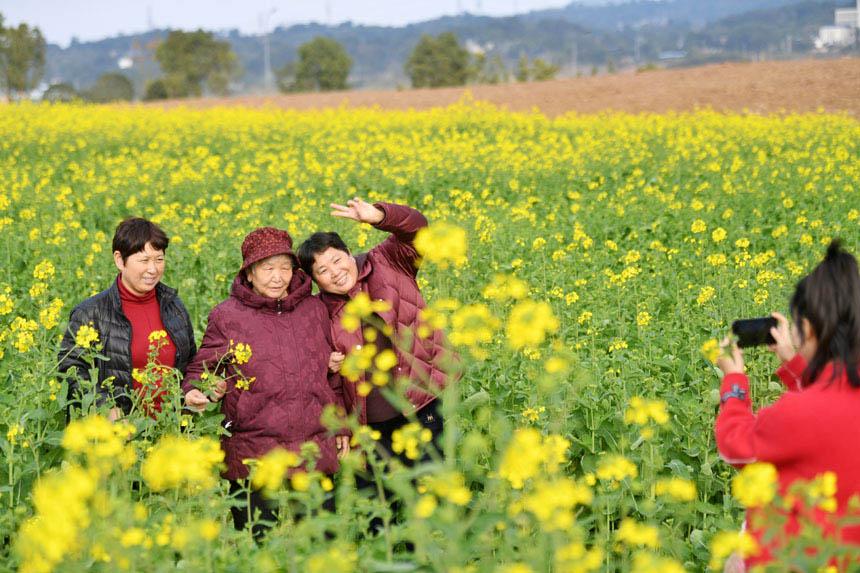 重庆广阳岛：油菜花开春意浓