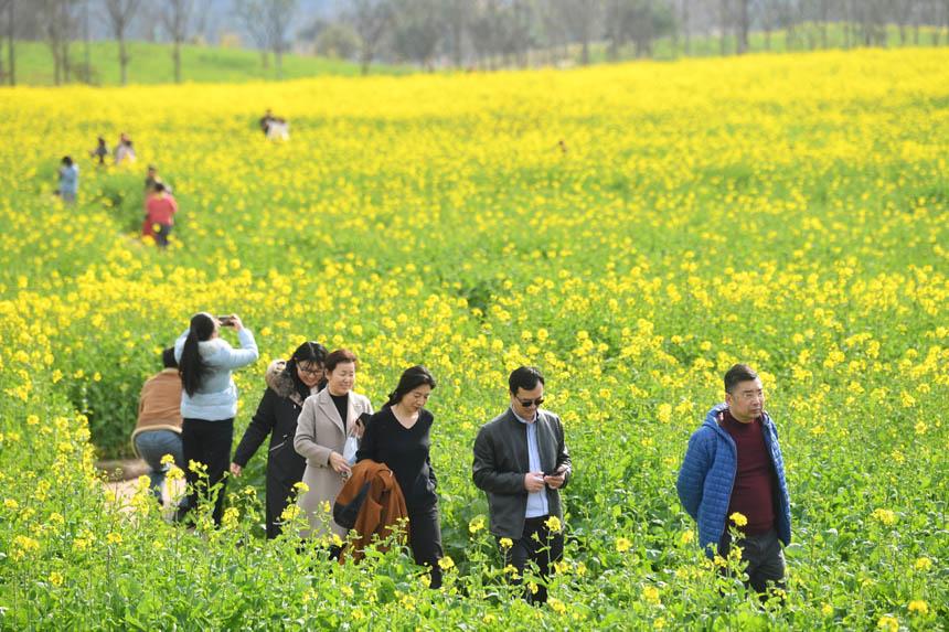 重庆广阳岛：油菜花开春意浓