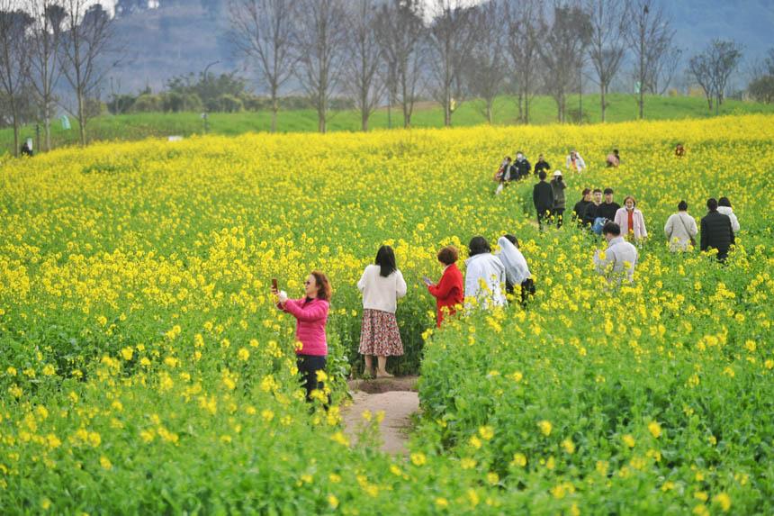 重庆广阳岛：油菜花开春意浓