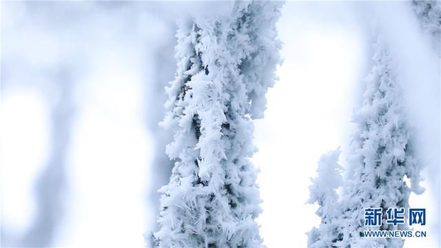 树树琼枝千万缕！云南梁王山雾凇宛如童话世界