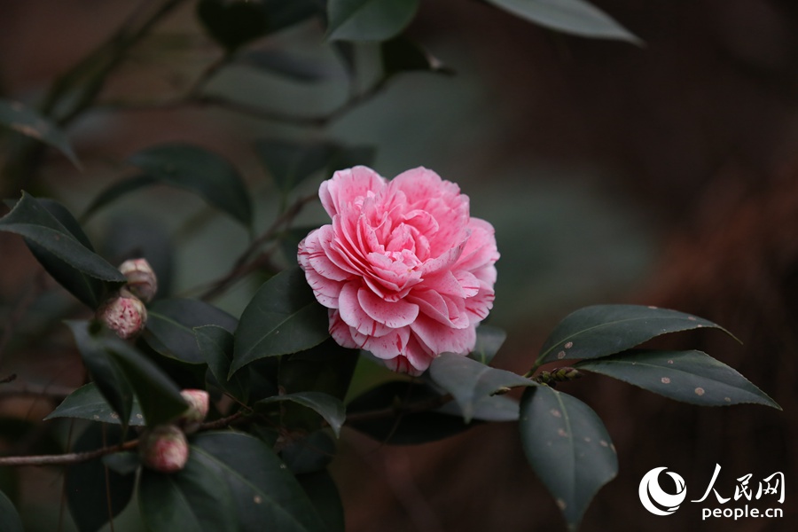 厦门：独放早春枝 山茶正花时