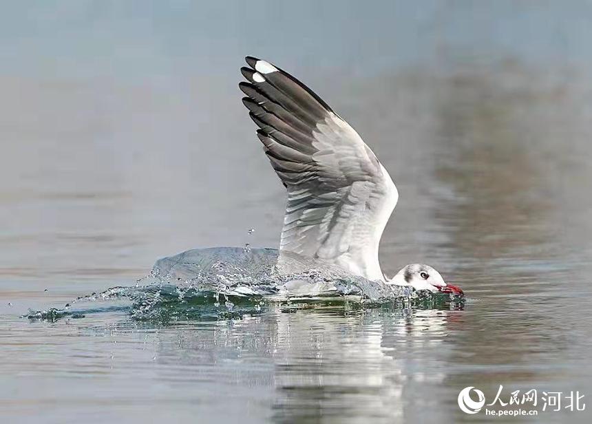 棕头鸥首次现身河北衡水湖