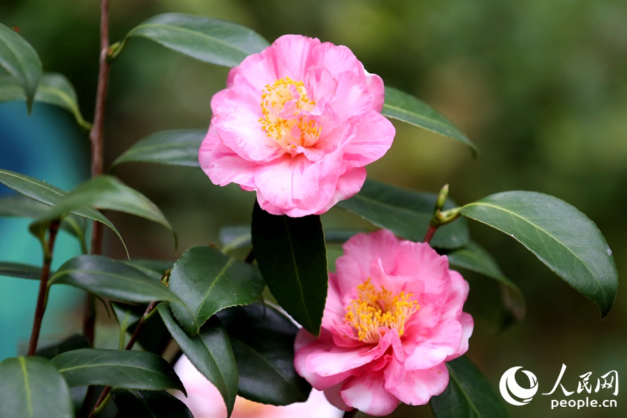 厦门：独放早春枝 山茶正花时