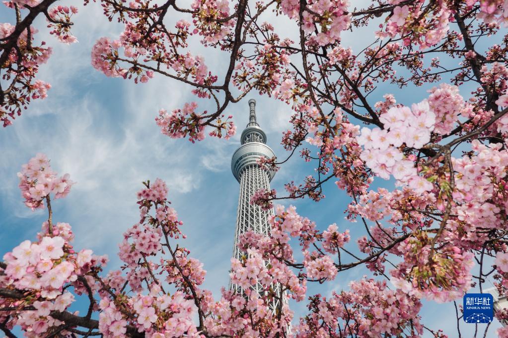 日本东京：春来樱开