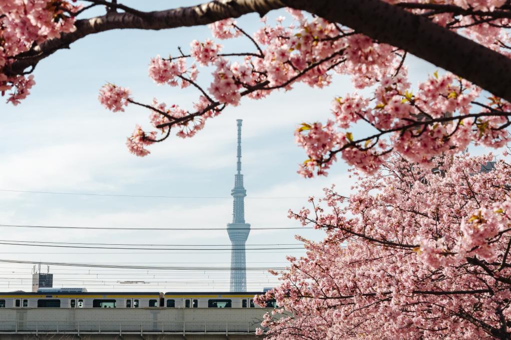 日本东京：春来樱开