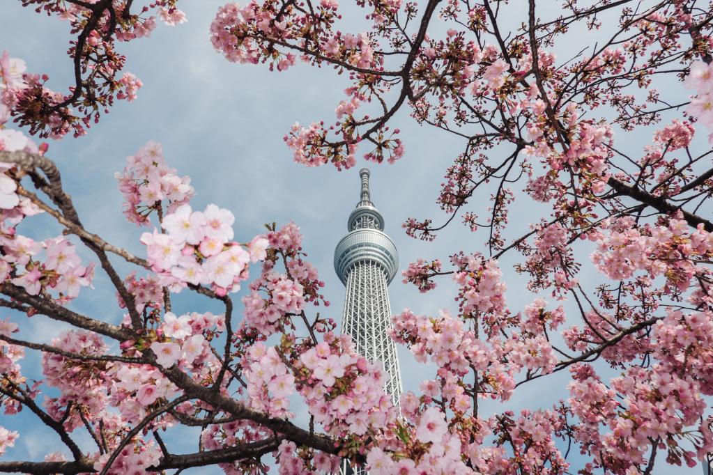 日本东京：春来樱开