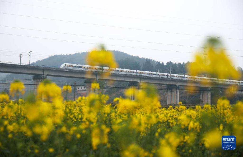 穿越花海的列车