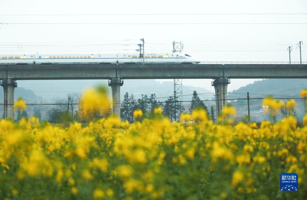 穿越花海的列车