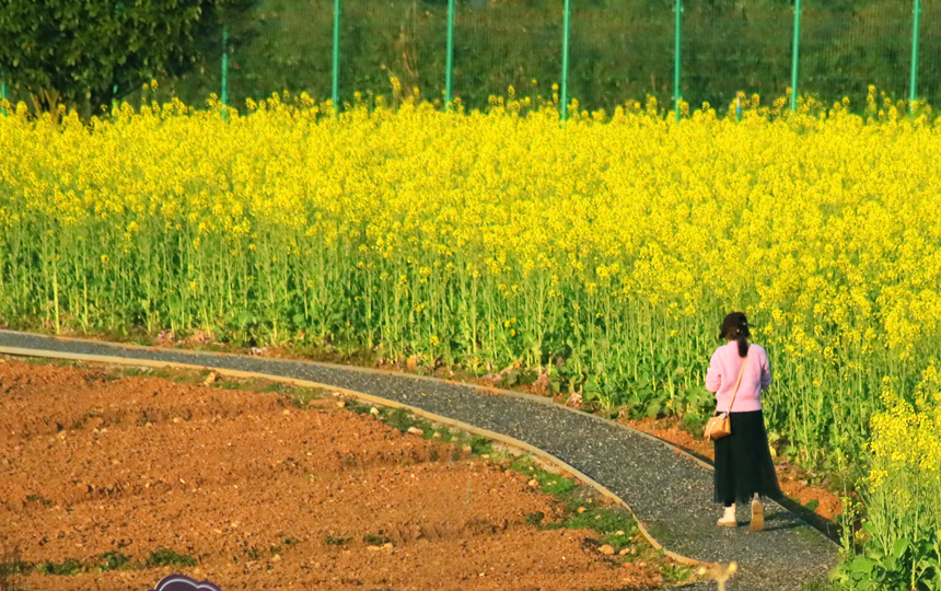 江西宜丰：油菜花开引客来