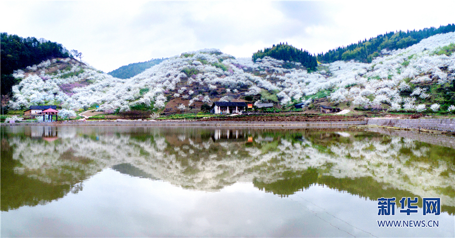 春日渝北来赏“雪” 万亩李花“撞”上国风霓裳