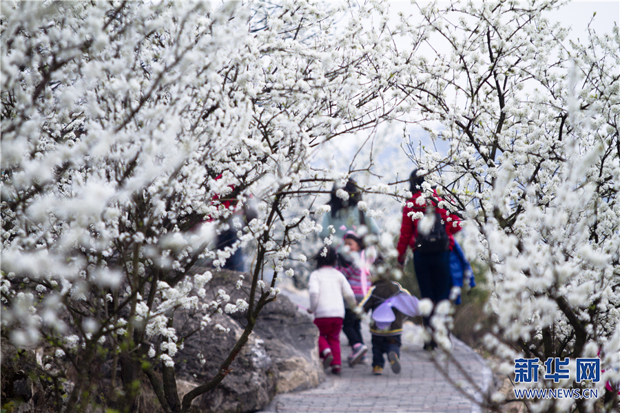 春日渝北来赏“雪” 万亩李花“撞”上国风霓裳