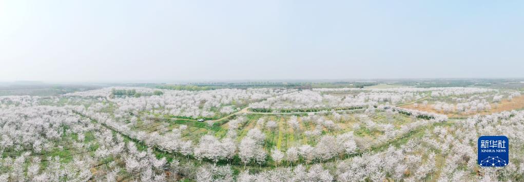 大地着春装 樱花伴春开