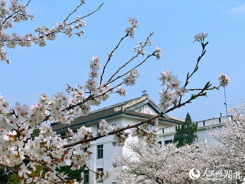 武汉大学樱花绽放 开放网络“云赏樱”通道