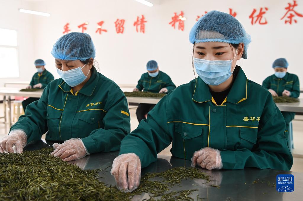 秦岭茶飘香