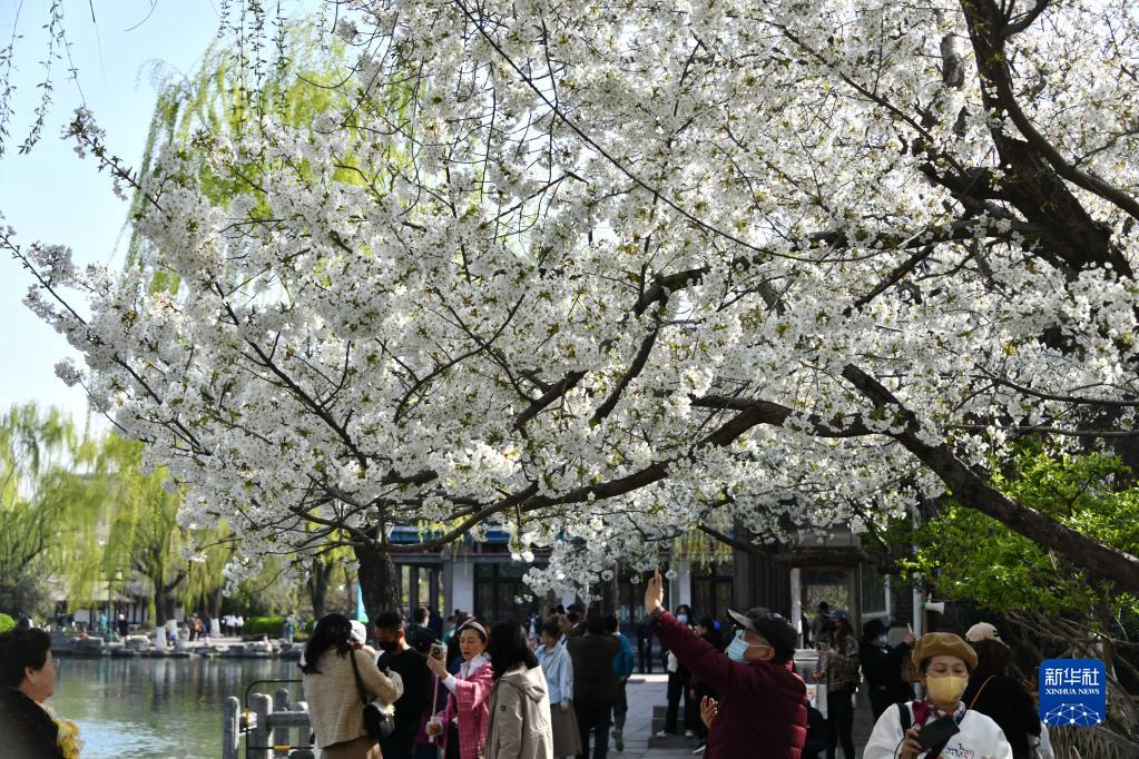 泉城樱花绽放