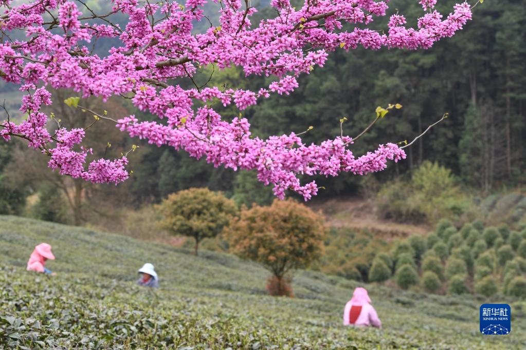 采摘明前茶