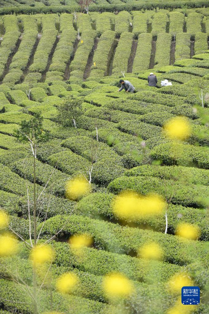 采摘明前茶