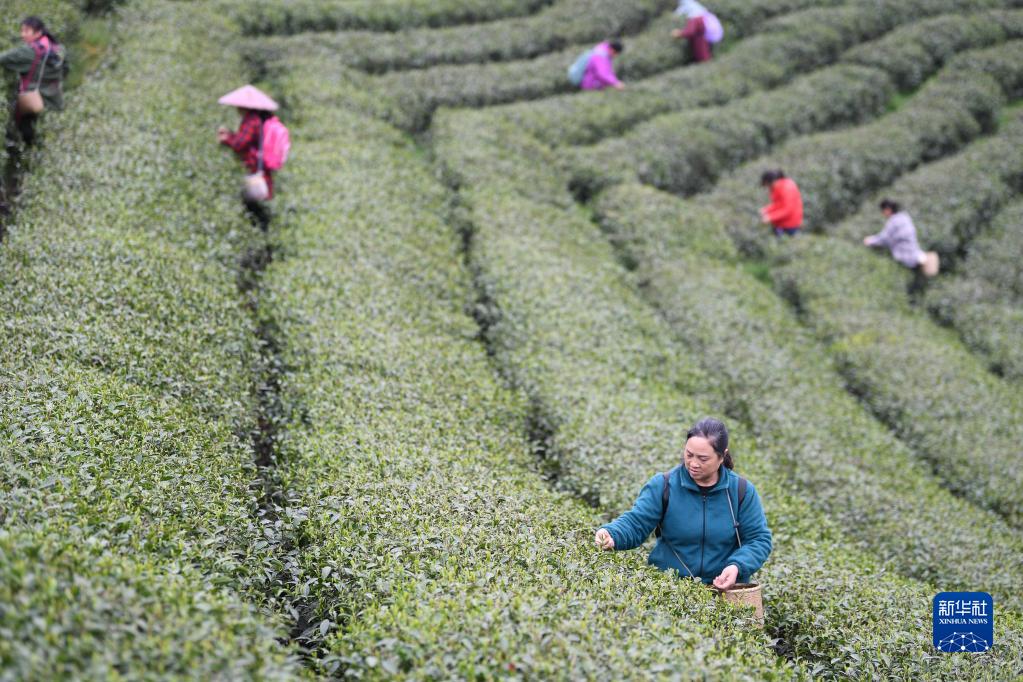 采摘明前茶