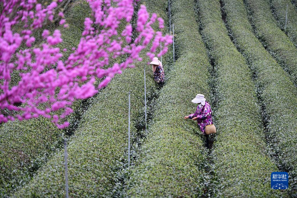 采摘明前茶