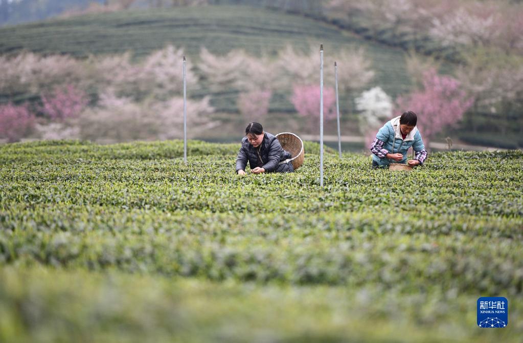 采摘明前茶