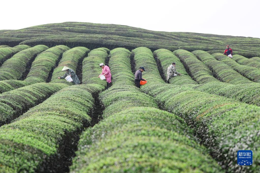 采摘明前茶