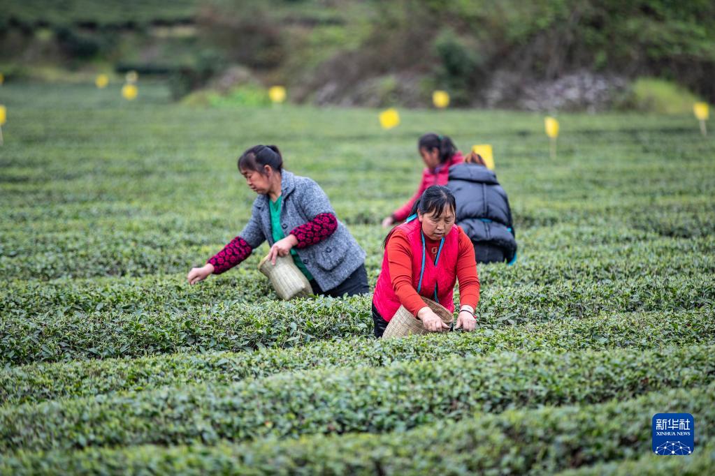 采摘明前茶