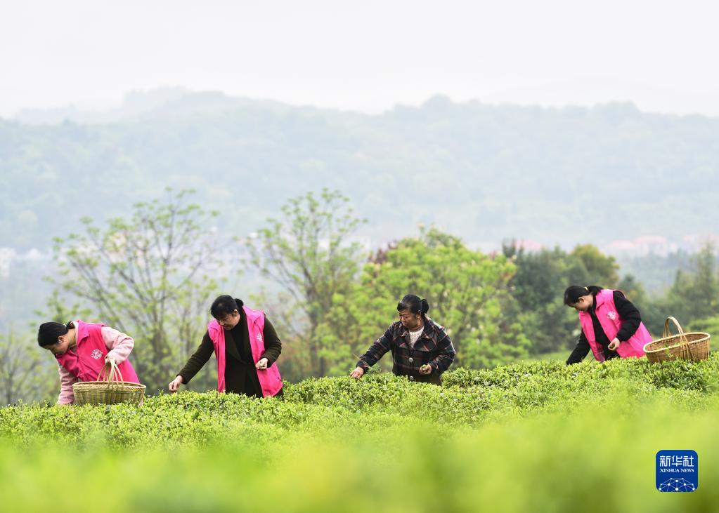 采摘明前茶