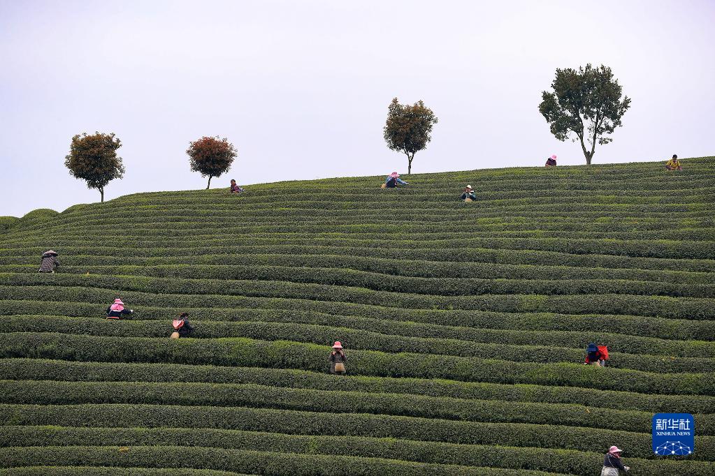 采摘明前茶