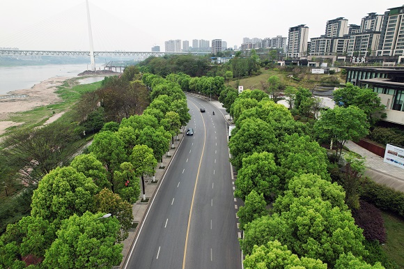 精细化管护提升城市景观品质 巴南这条“香樟大道”尽显盎然春意