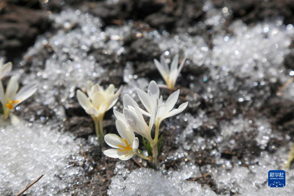 新疆：顶冰花破雪绽放