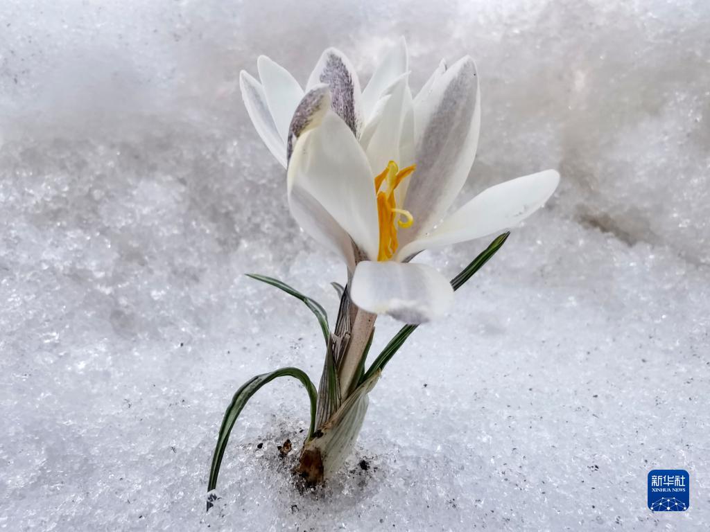 新疆：顶冰花破雪绽放