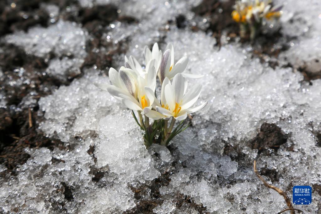 新疆：顶冰花破雪绽放