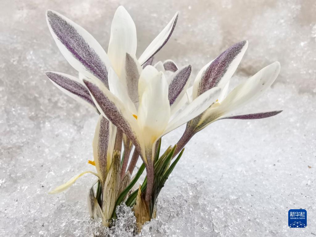 新疆：顶冰花破雪绽放