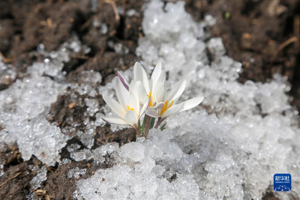 新疆：顶冰花破雪绽放