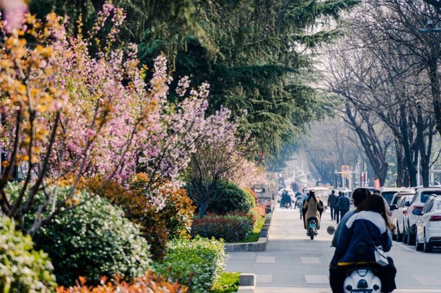 河南汝阳:繁花似锦满眼春 春到汝阳,繁花似锦。康向东摄