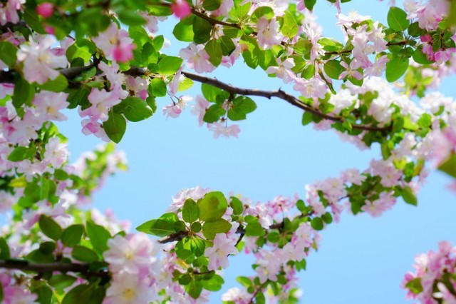 河南汝阳:繁花似锦满眼春 春到汝阳,繁花似锦。康向东摄