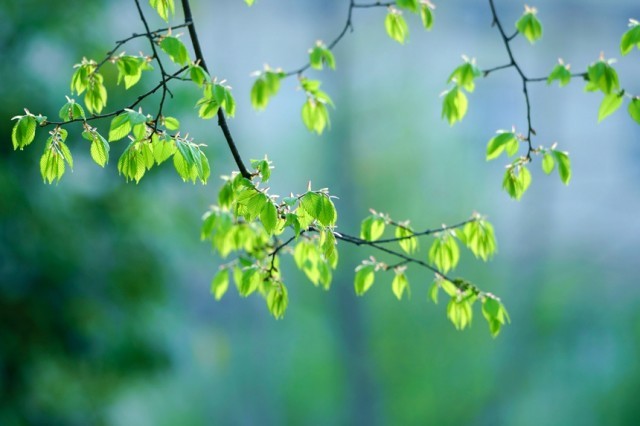 河南汝阳:繁花似锦满眼春 山水汝阳,生态宜居。康向东摄