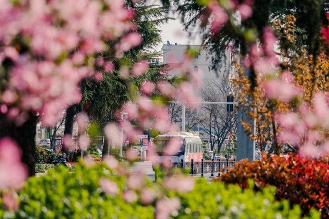 河南汝阳:繁花似锦满眼春 春到汝阳,繁花似锦。康向东摄