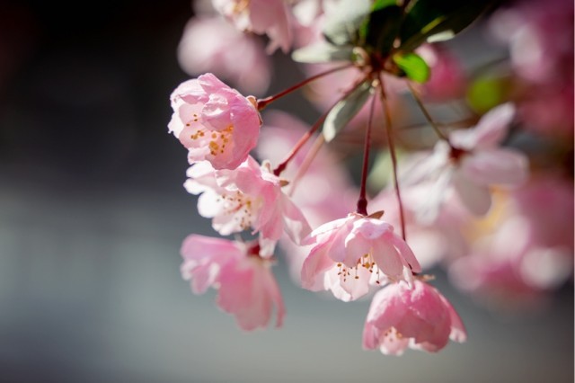 河南汝阳:繁花似锦满眼春 春到汝阳,繁花似锦。康向东摄