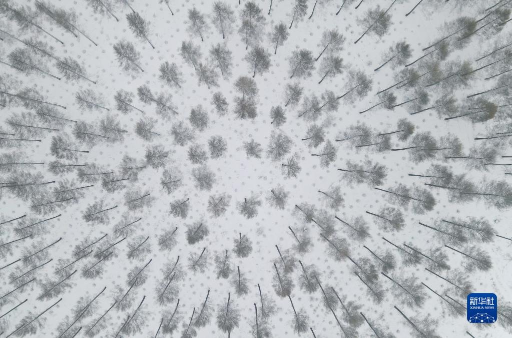塞罕坝邂逅春雪 变身冰雪世界