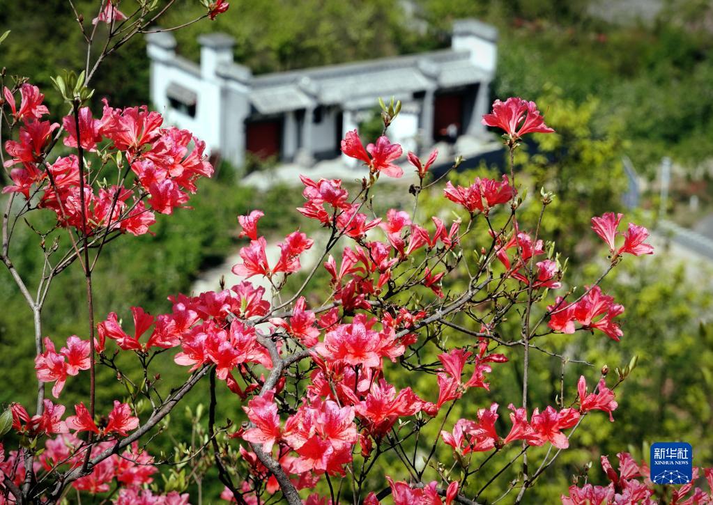 人间春正好 杜鹃花枝俏